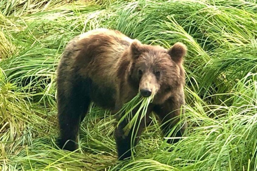 Sitka Marine Life & Seabird Eco-Tour Private Scenic Excursion 3