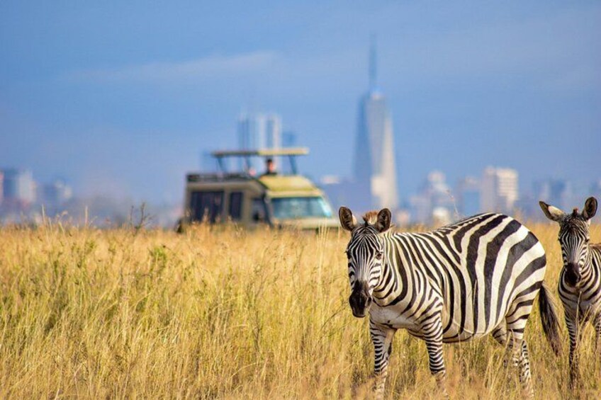 Zebras in a field with a cityscape in the background. 4
