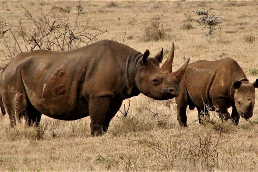 Two rhinoceroses in a dry grassland with sparse trees. 2
