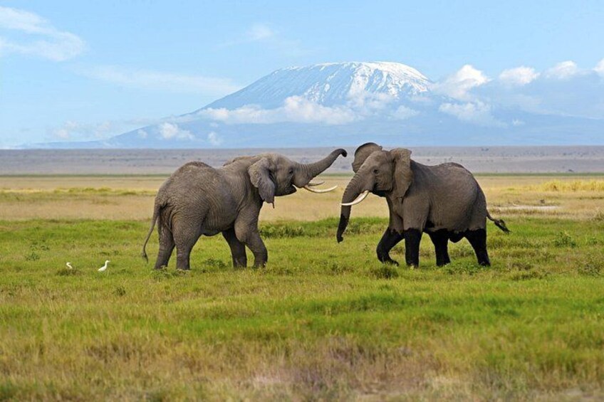 5 days Masaai Mara & Amboseli 4x4 safari(budget or luxury rooms) 3