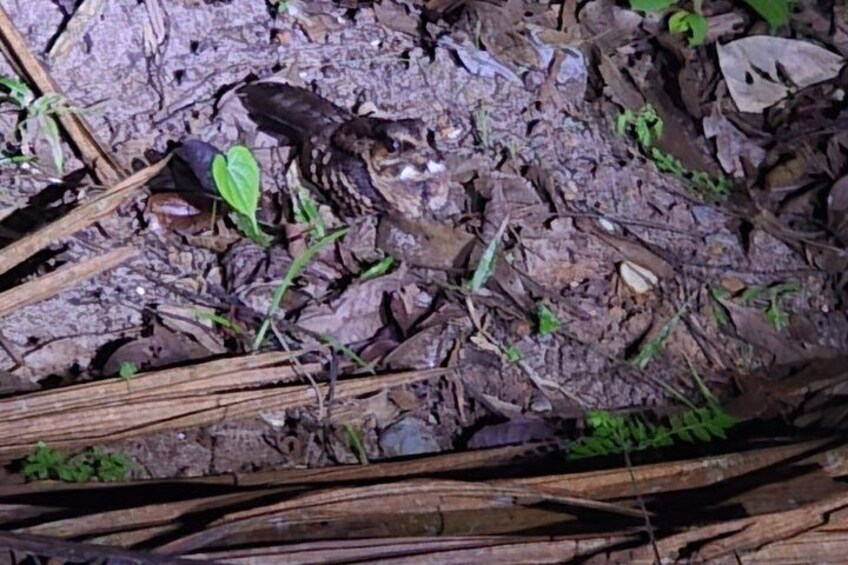 Night Adventure at Soberania National Park 4