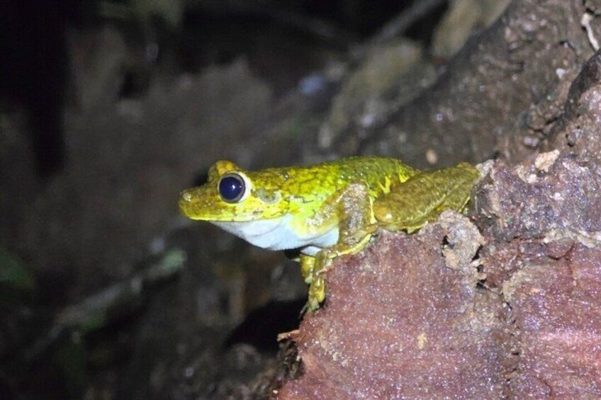 Night Adventure at Soberania National Park 2