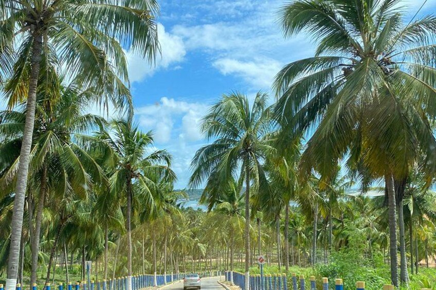 A road lined with palm trees under a clear sky. 2