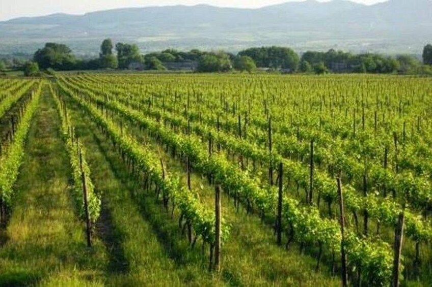 Kakheti: Sighnaghi, Bodbe, KTW Winery, Bread and Churchkhela Tour 3