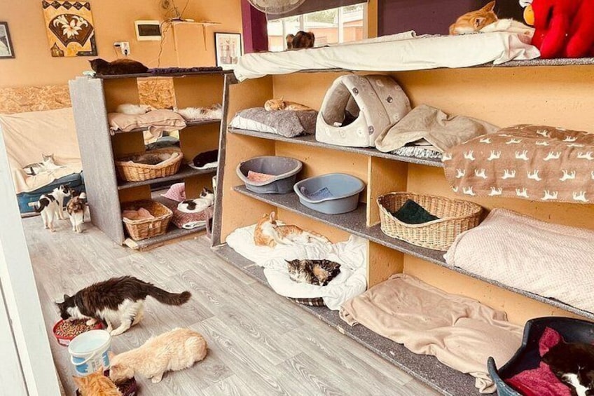 Cats, Caves & Coastal Adventures Tour-Paphos Kids Attractions 5