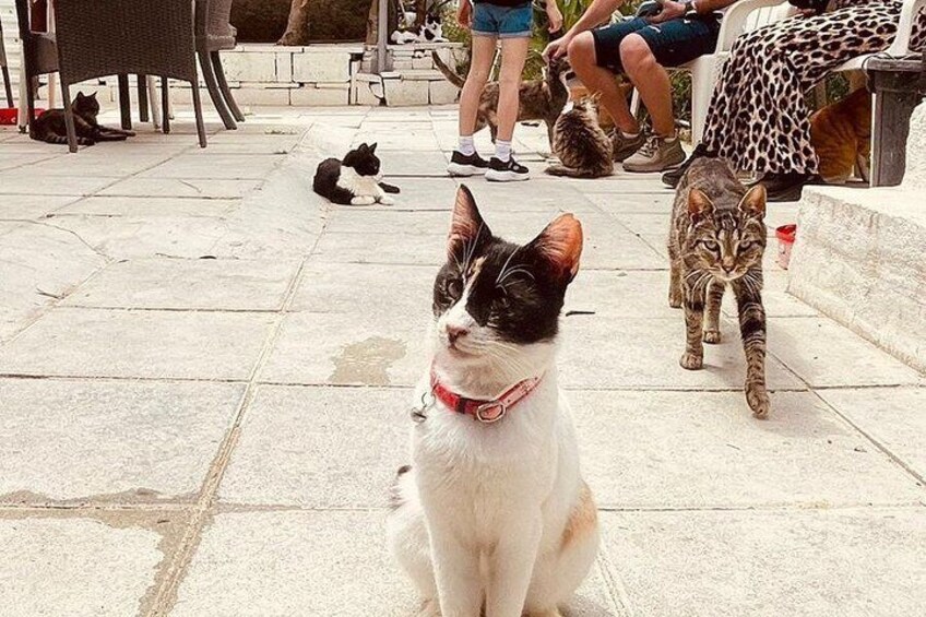 Cats, Caves & Coastal Adventures Tour-Paphos Kids Attractions 4