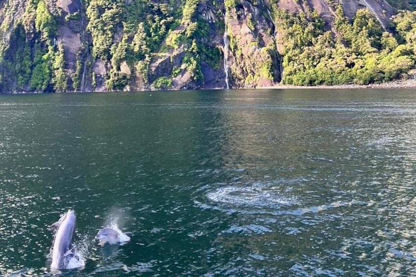 See dolphins playing and seals sleeping! 2