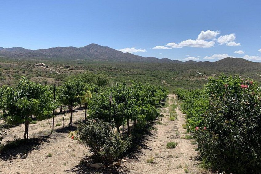 Verde Valley Wineries & Sedona Red Rocks: Private Day Tour 3