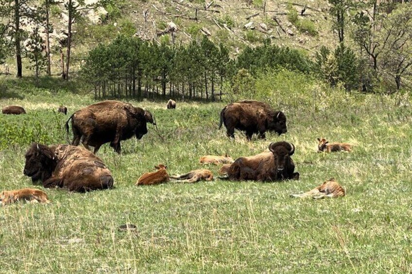 A herd of bison grazing in a grassy field with trees in the background. 2