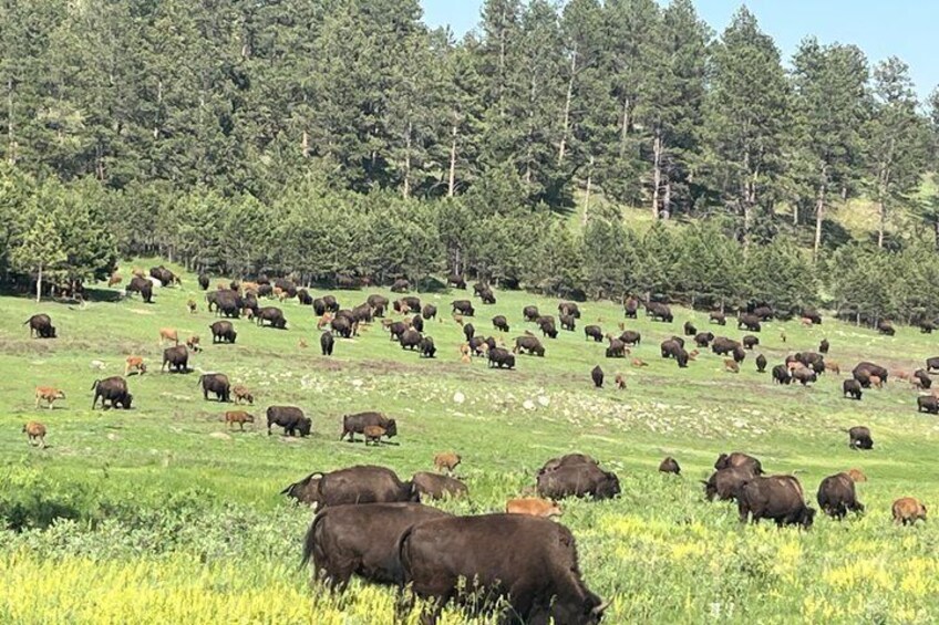 A herd of cattle grazing in a grassy field with a forested hill in the background. 3