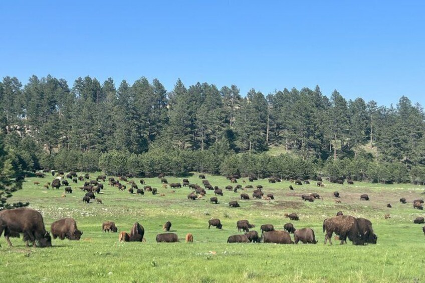 A herd of bison grazing in a grassy field with a forested hill in the background. 4