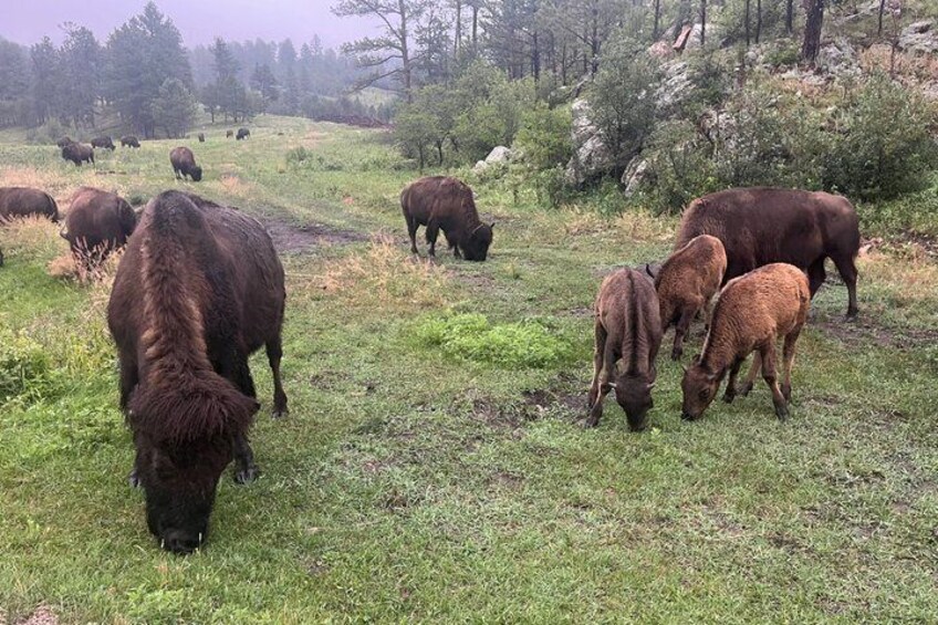 A herd of cattle grazing in a grassy field with trees and hills in the background. 5