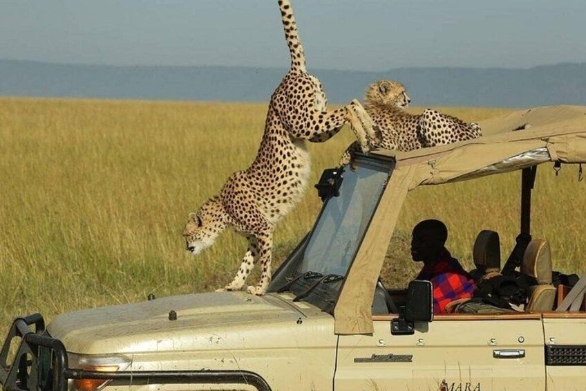 A safari vehicle with cheetahs on the roof, a savannah landscape, and a clear sky. 5