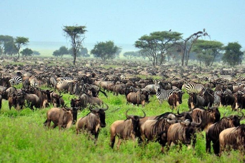 A large herd of wildebeests and zebras in a grassy field with trees in the background. 4