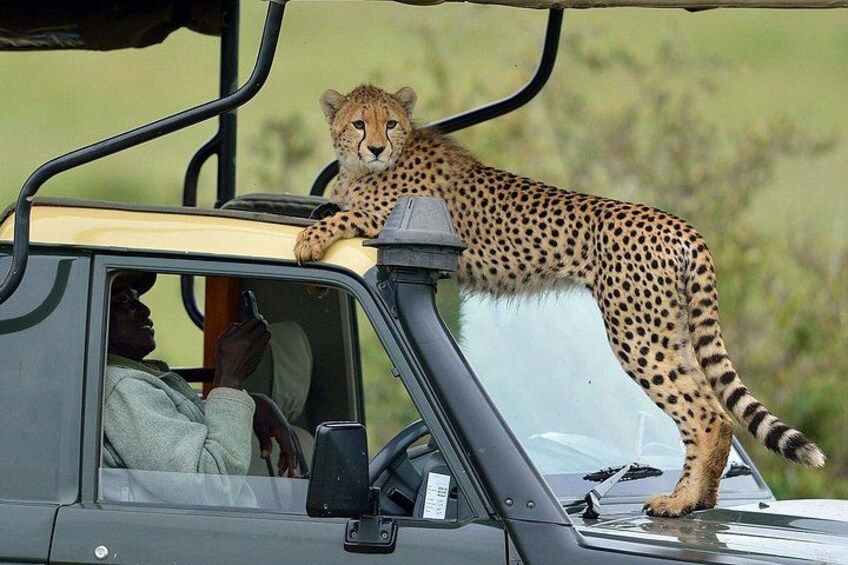 3 Days Masai Mara Budget Camping Safari on 4X4 Land Cruiser 2