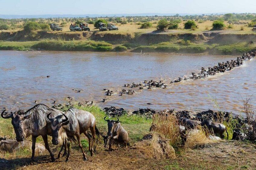 A riverbank with wildlife, including wildebeests and zebras, and vehicles in the background. 2