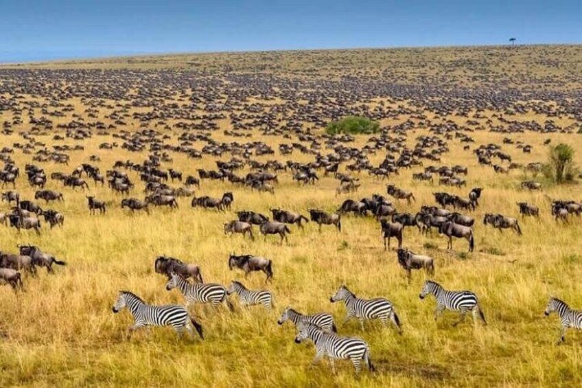 A herd of wildebeests and zebras in a grassy savannah. 3