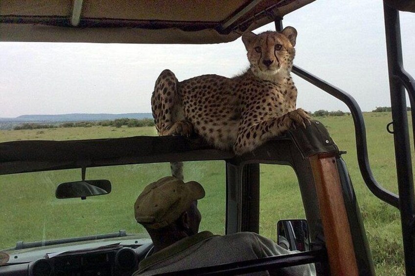 3 Days Masai Mara Budget Camping Safari on 4X4 Land Cruiser 1