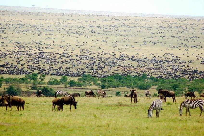 A vast savannah with a large herd of wildebeests and zebras grazing. 3