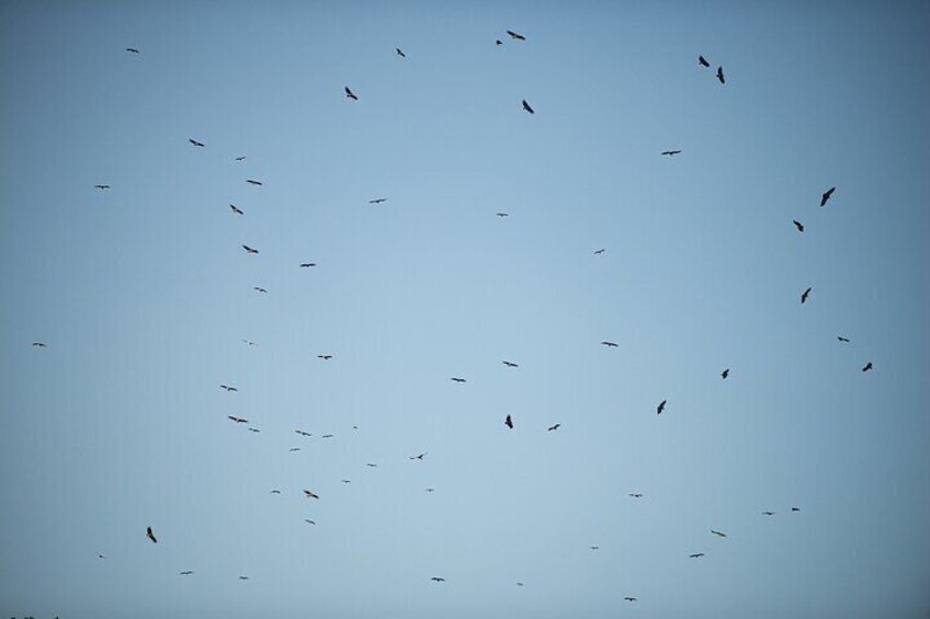 Eine Vogelschwarm fliegt am Himmel. 5