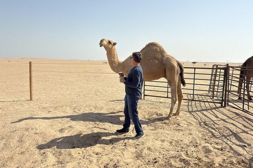 A man in a blue jacket and jeans standing next to a camel in a fenced area with a clear sky. 1