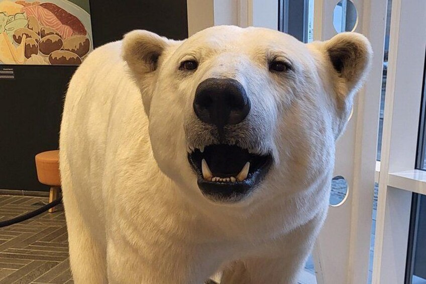 Kopf eines Eisbären an einer Wand befestigt. 1