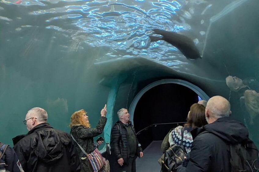 Ein Aquarium mit einem Hai, der im Wasser schwimmt. 3