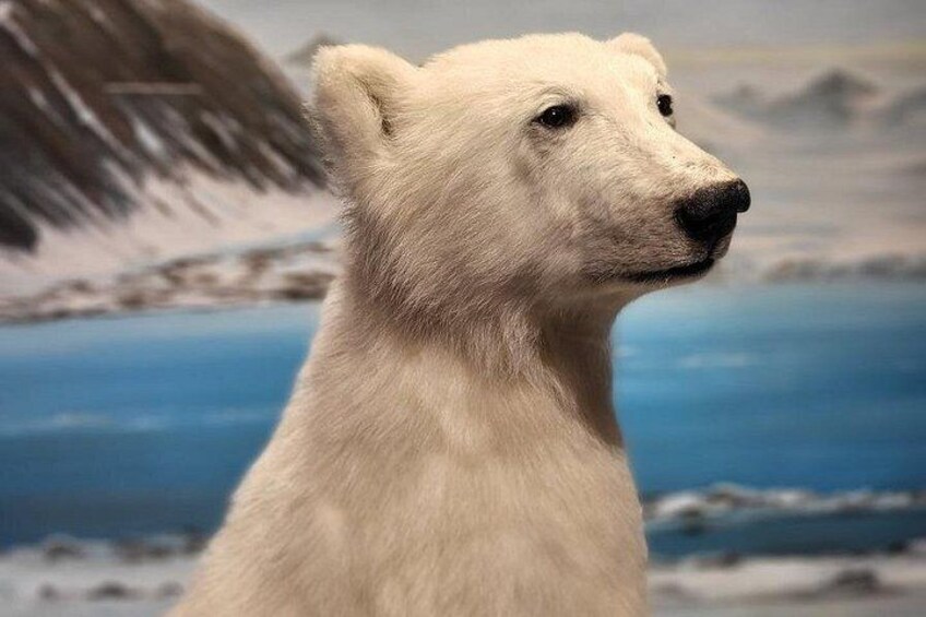 Ein Eisbär in einer Museumsausstellung vor einer verschneiten Landschaft. 2