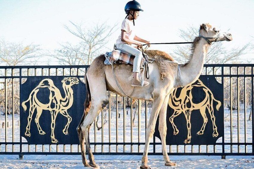 Una persona montando un camello, con una cerca decorada con siluetas de camellos al fondo. 5