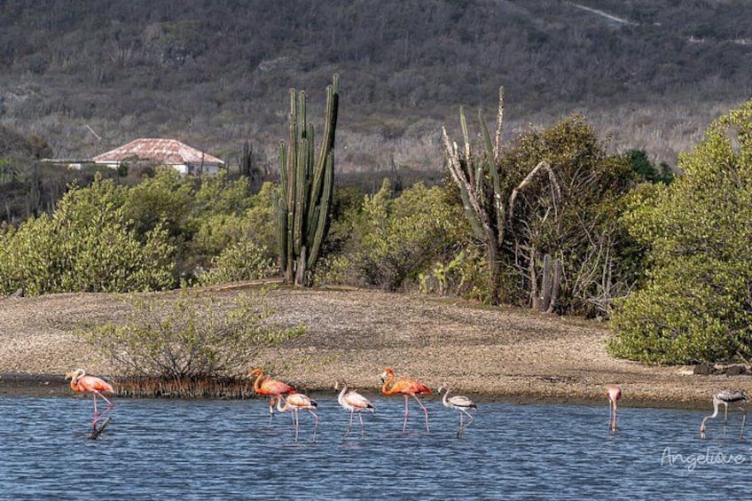 Ein See mit Flamingos und Kakteen, umgeben von Sträuchern und einem entfernten Haus. 5
