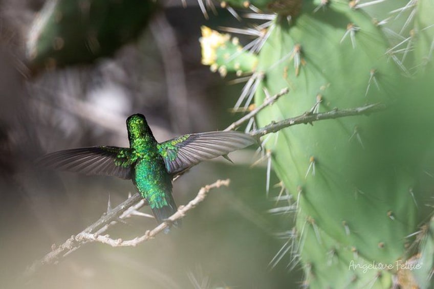 Ein Kolibri, der in der N ähe eines Kakteus schwebt. 3