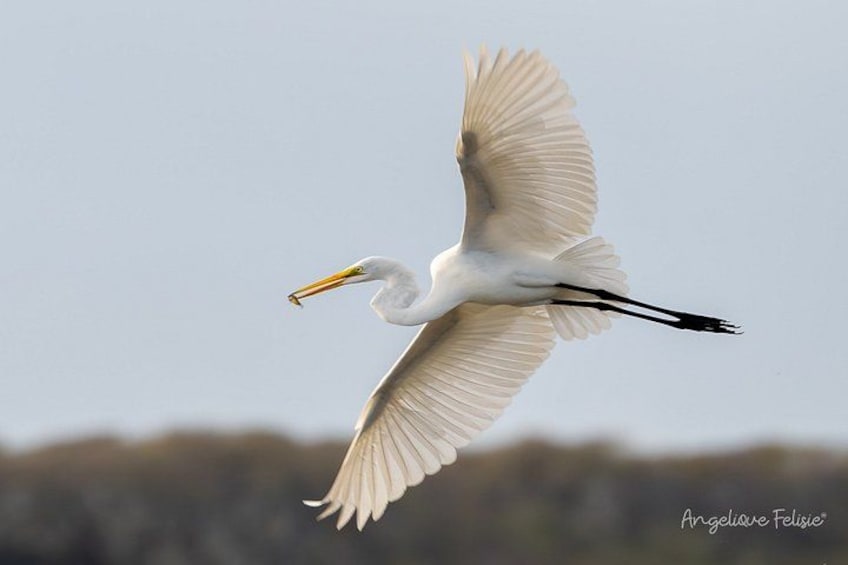 Ein weißer Vogel im Flug mit ausgebreiteten Schwingen, der einen Fisch im Schnabel trägt. 4