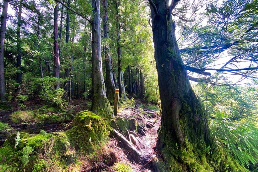Een bos met hoge bomen, een met mos begroeide boomstronk en een pad. 4