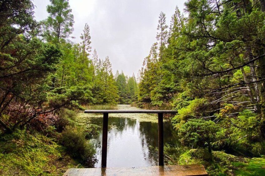Un muelle de madera se extiende sobre un lago tranquilo rodeado de un bosque denso. 5