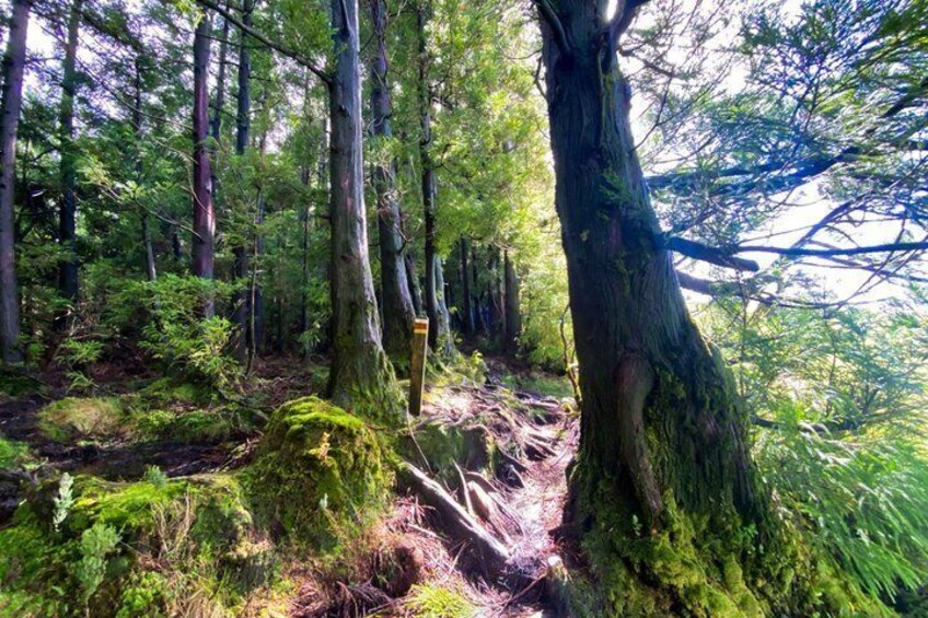 Un bosque tupido con árboles altos, un tronco cubierto de musgo y un letrero de madera. 4