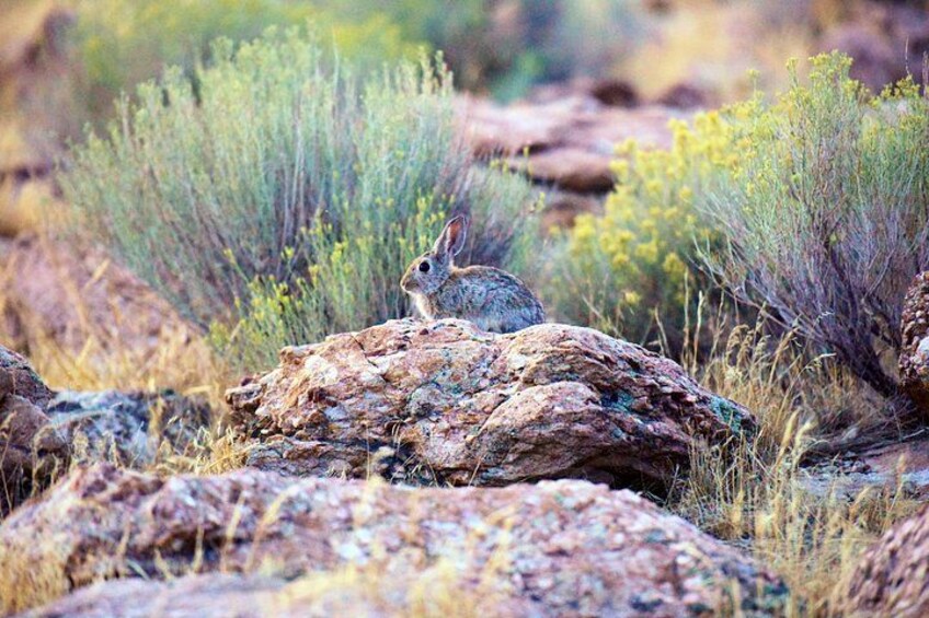 Antelope Island Wildlife Expedition Great Salt Lake Adventure 2