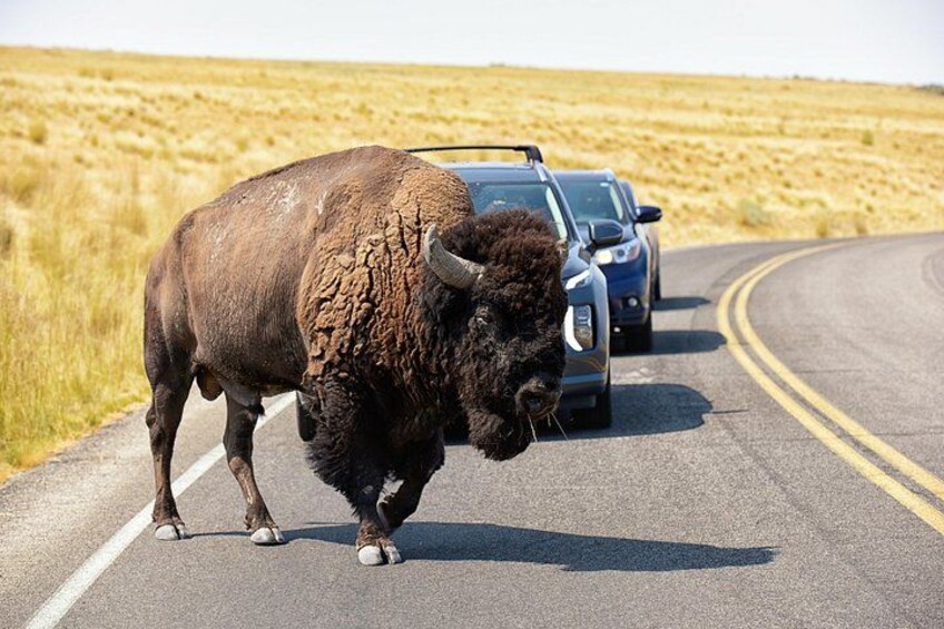 Antelope Island Wildlife Expedition Great Salt Lake Adventure 1