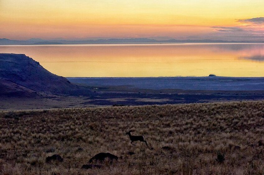 Antelope Island Wildlife Expedition Great Salt Lake Adventure 2