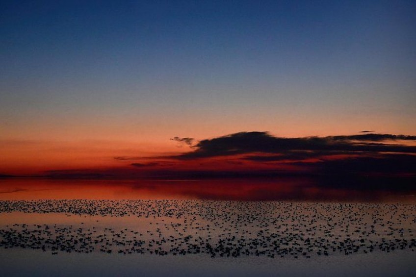 A sunset over a calm body of water with a flock of birds. 2