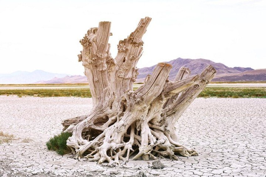 Antelope Island Wildlife Expedition Great Salt Lake Adventure 3