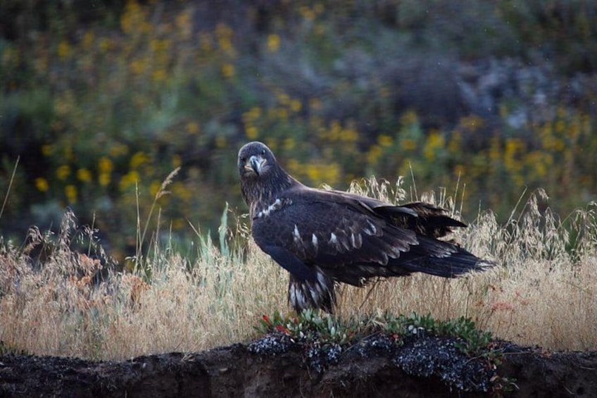 A bird standing on the ground with a blurred background of yellow flowers and green foliage. 3
