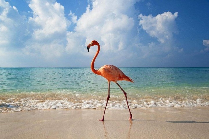 Holbox Island and Cenote Full Day Tour 4