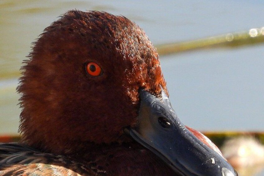 A close-up of a duck with a brown head and a black beak. 2