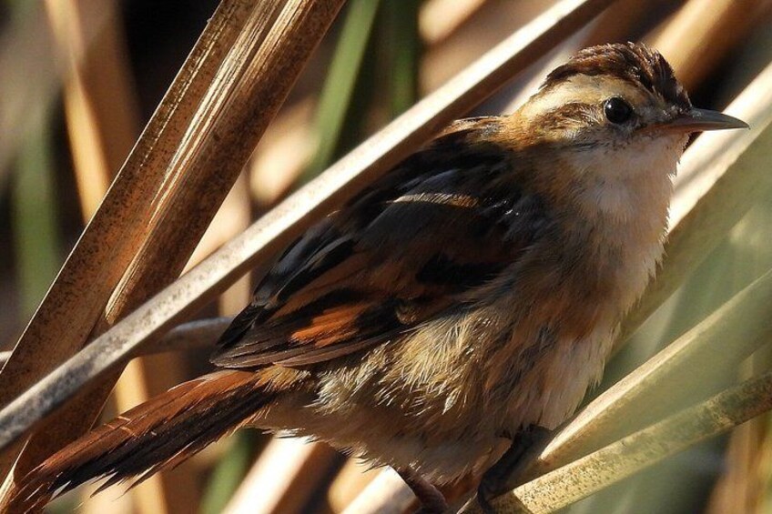 A bird perched on a plant. 4
