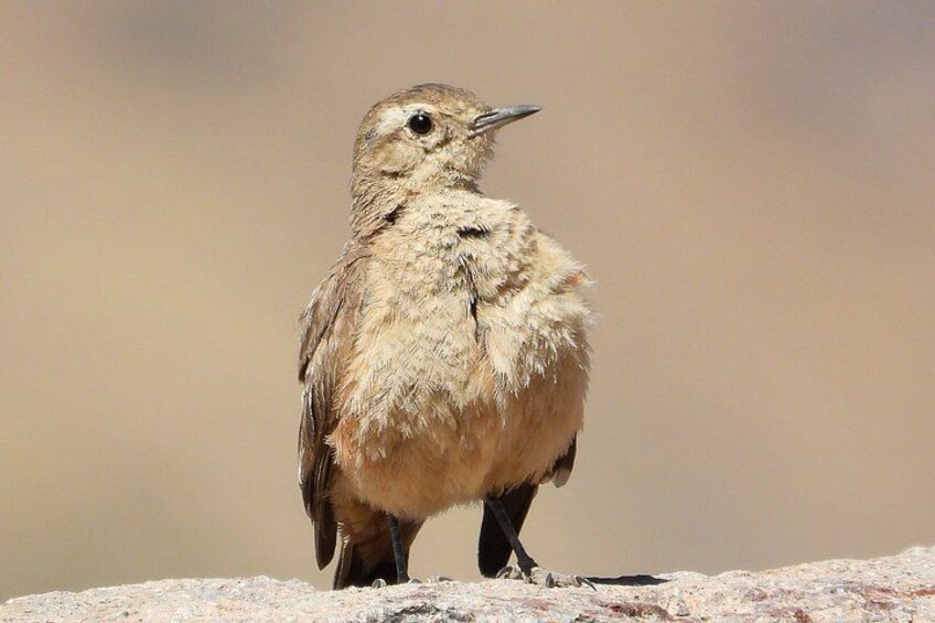 A bird standing on a flat surface with a blurred background. 3