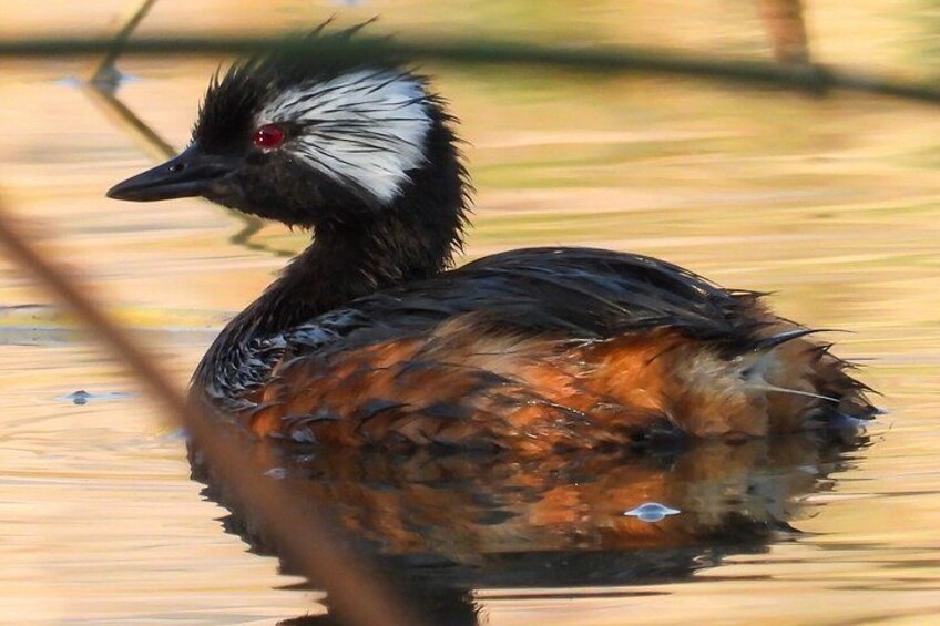 A bird with a black head and white feathers, standing in water. 5