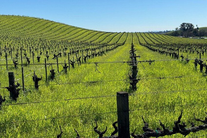 Napa Vineyard 2
