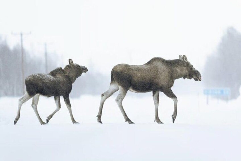 Two moose walking in the snow. 3