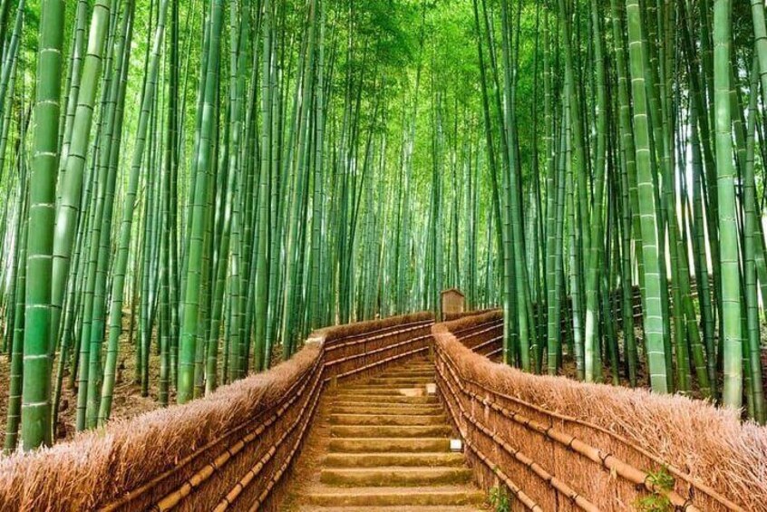 A staircase surrounded by tall bamboo trees. 1