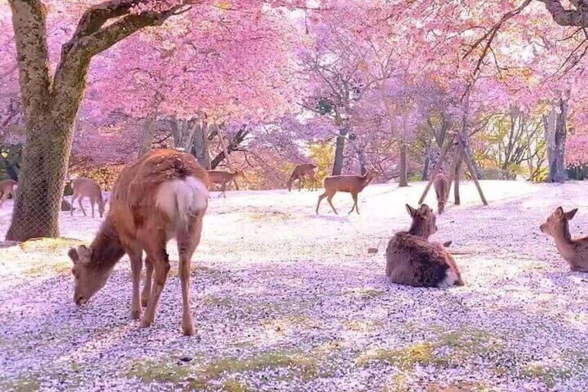 A deer grazing in a park with cherry blossoms. 2